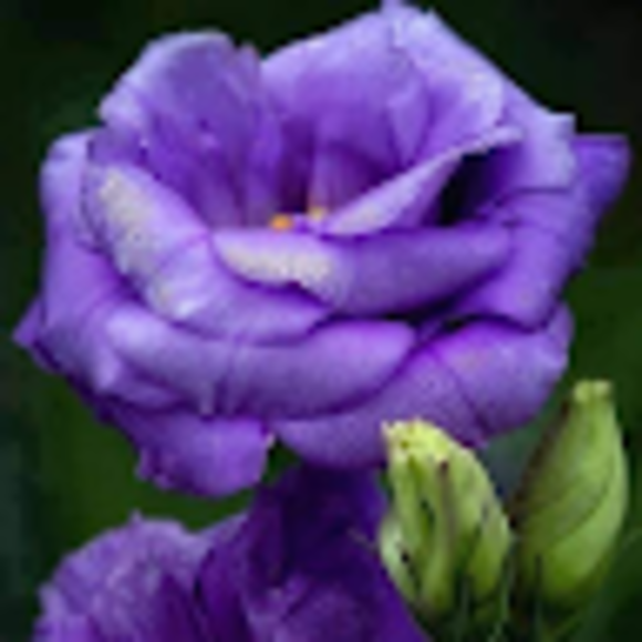 jacquelinejo408